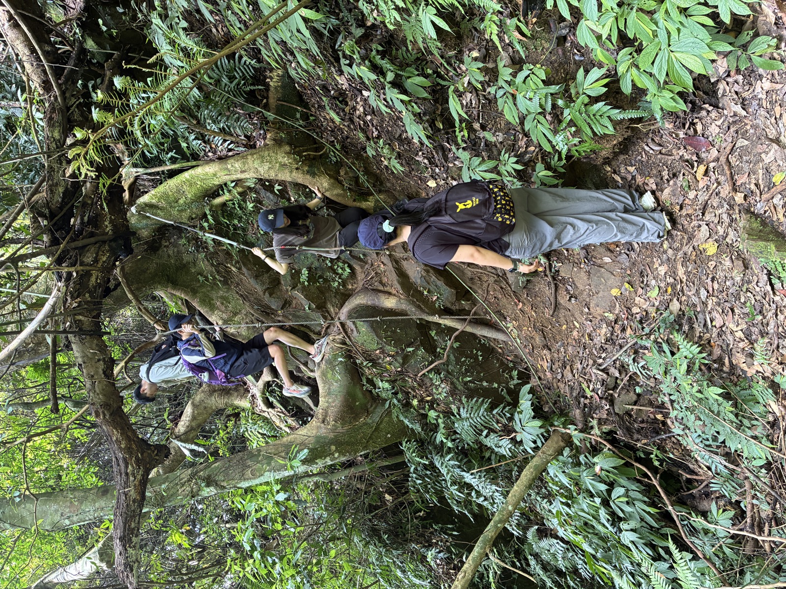 石牛山樹林裡的高低差